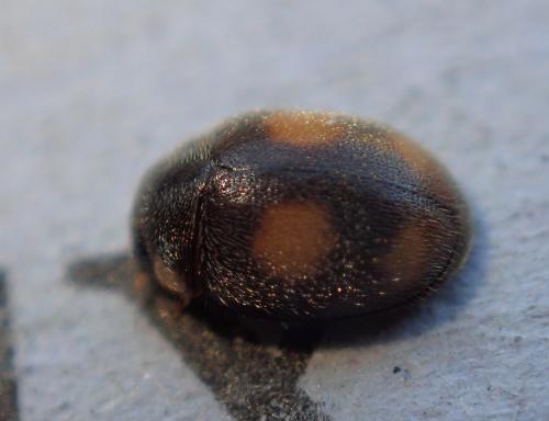Platynaspis luteorubra